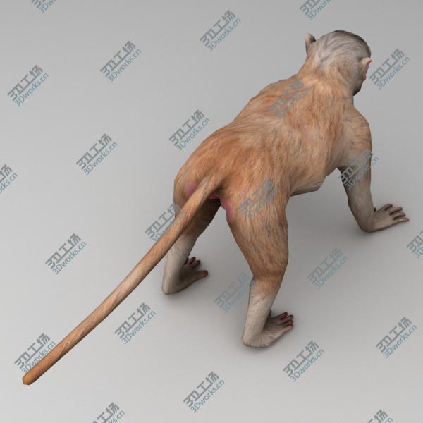 images/goods_img/202105073/Rhesus macaque rigged/4.jpg